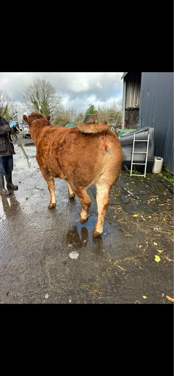 Pedigree Limousin Heifer - Image 3