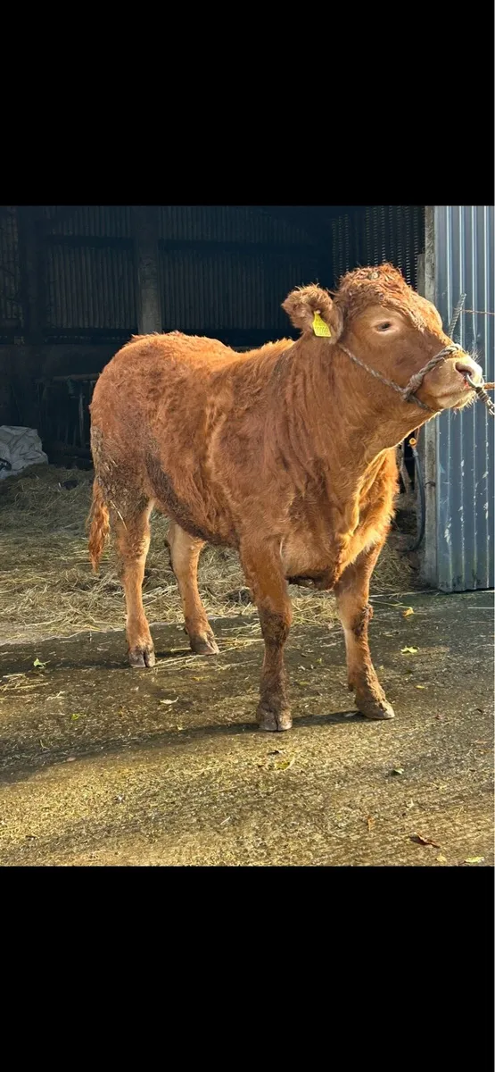 Pedigree Limousin Heifer - Image 4