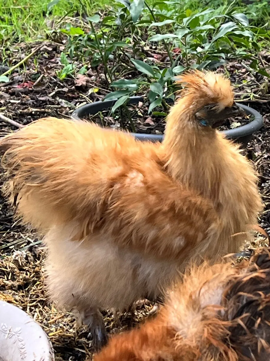 Silkie cockerels - Image 2