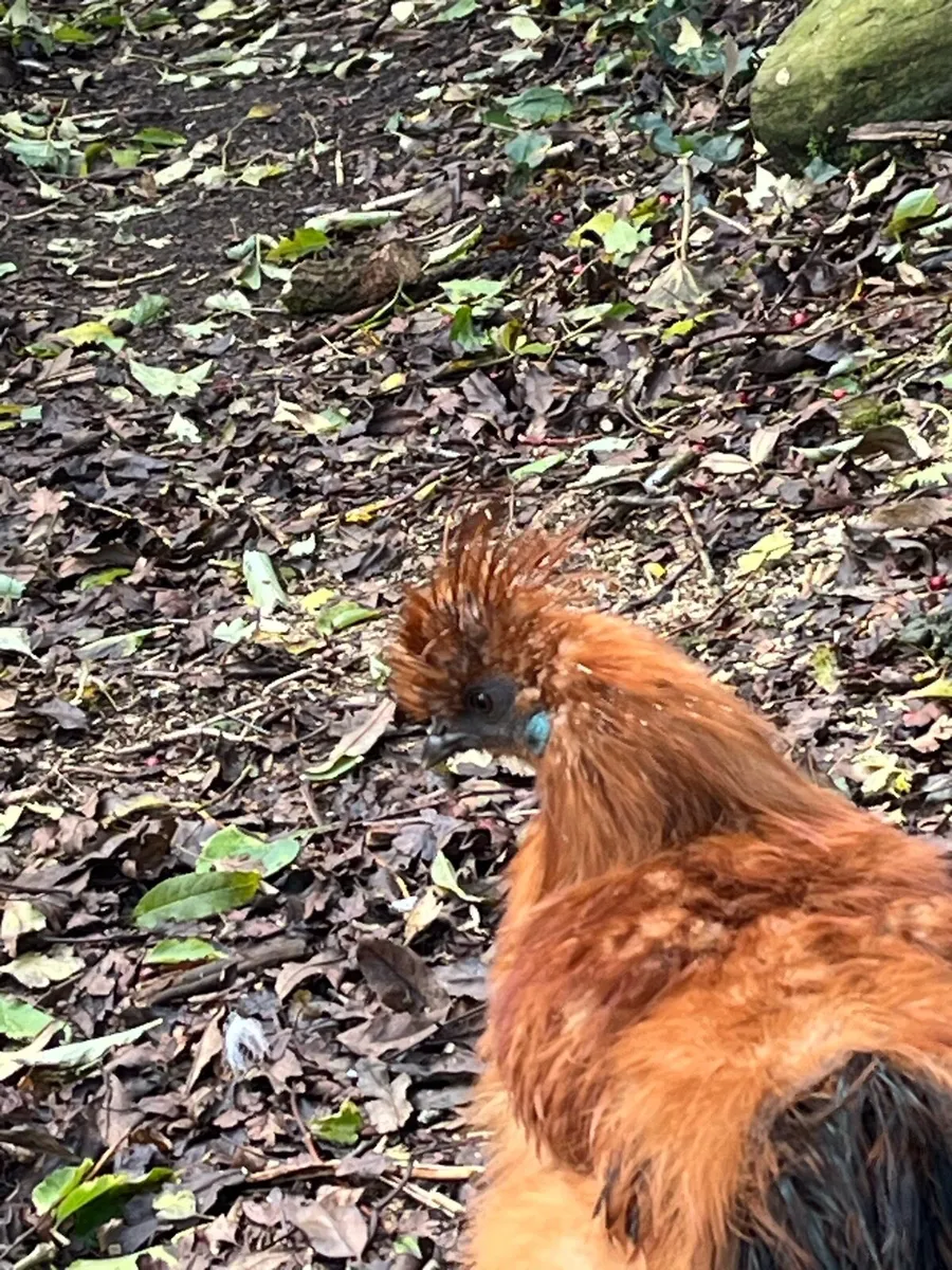 Silkie cockerels - Image 3