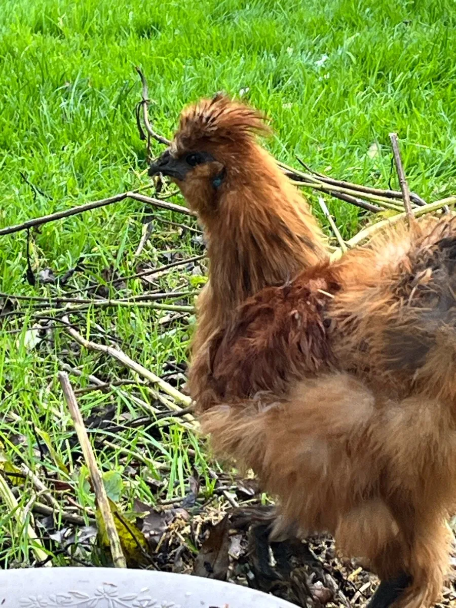 Silkie cockerels - Image 4