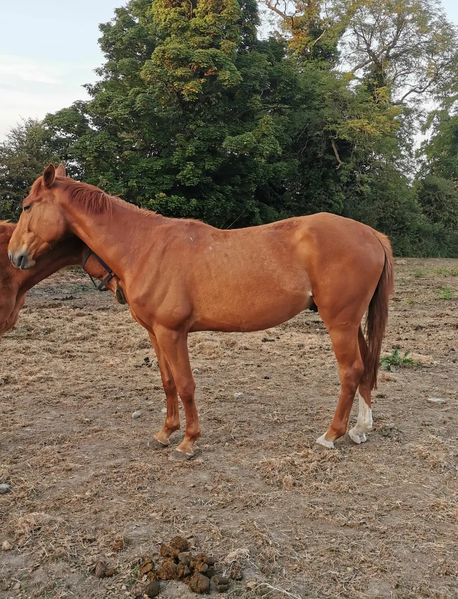 Chestnut Gelding 7 years old 16.2.h - Image 2