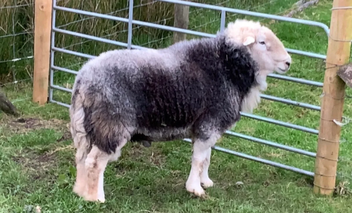 Herdwick Ram - Image 1