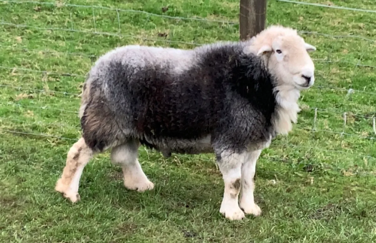 Herdwick Ram - Image 2