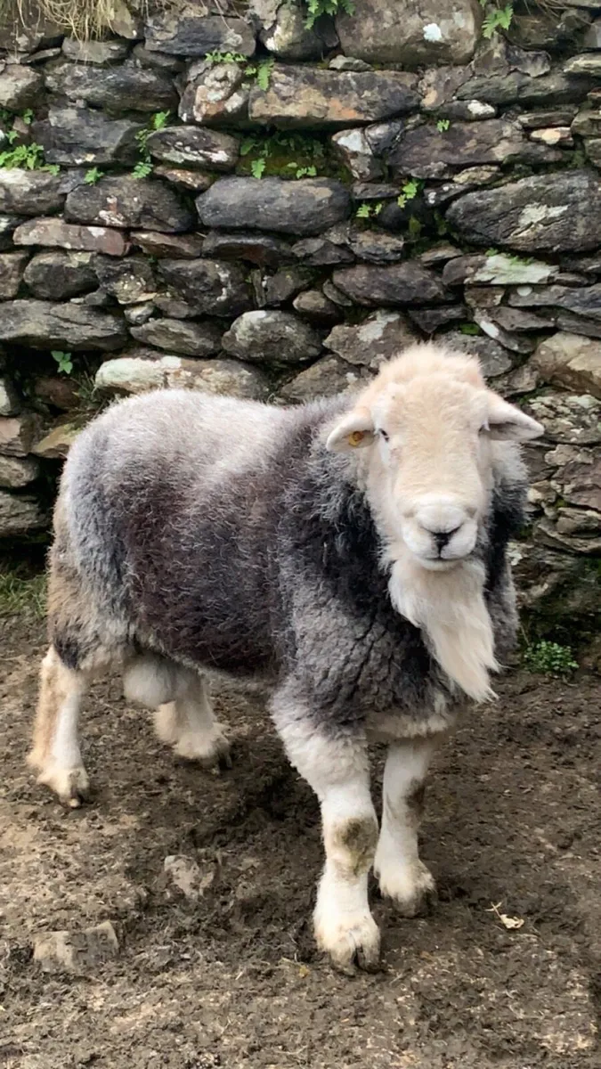 Herdwick Ram - Image 3