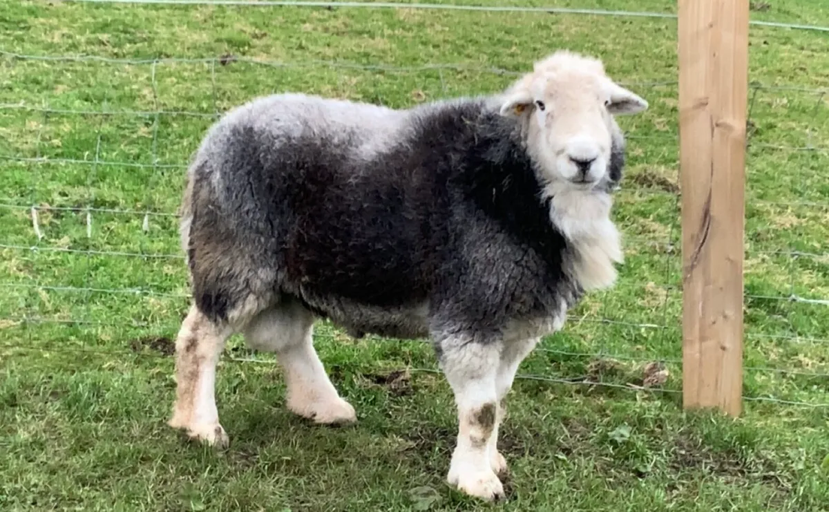 Herdwick Ram - Image 4