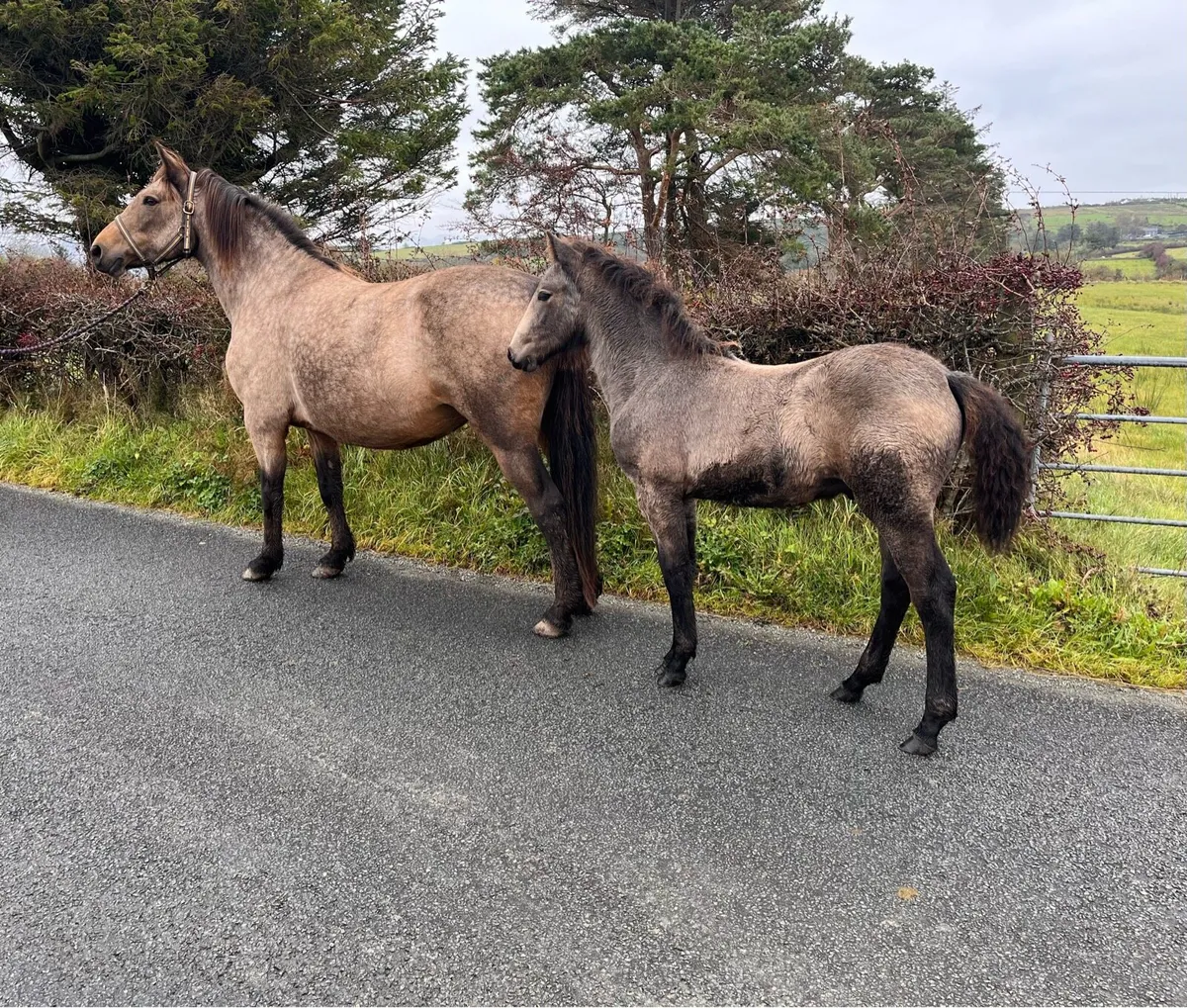 Connemara colt - Image 1