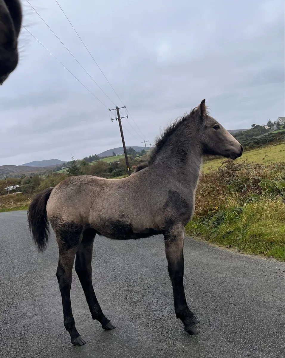 Connemara colt - Image 2