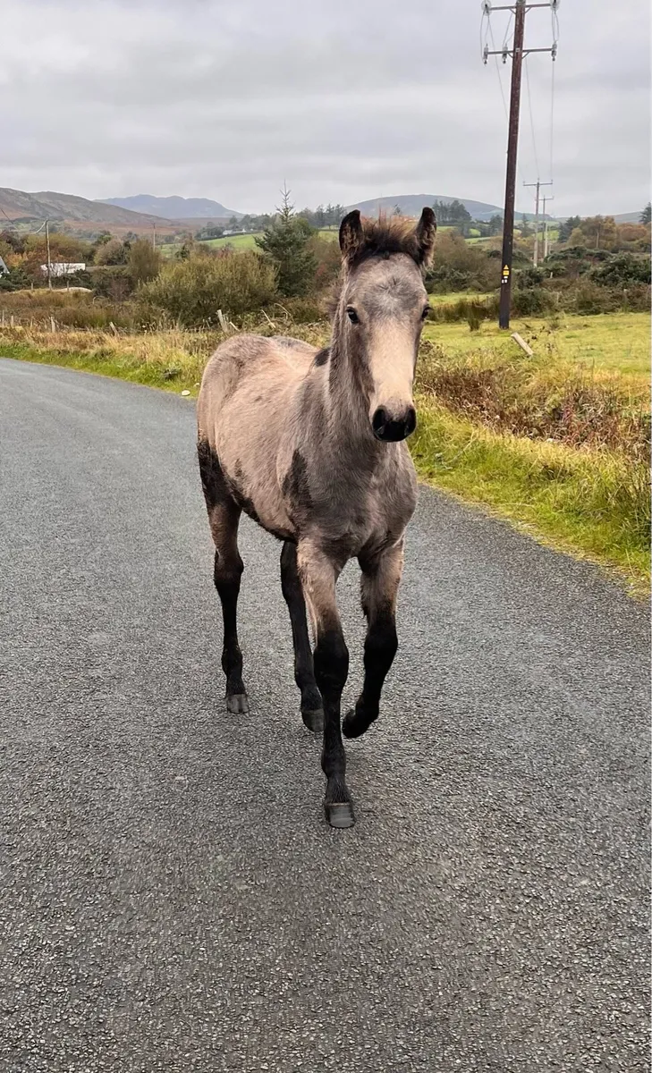 Connemara colt - Image 3