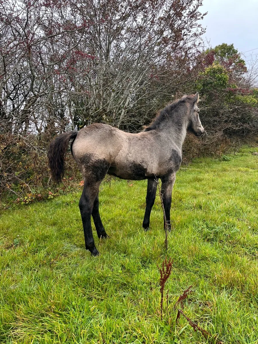 Connemara colt - Image 4