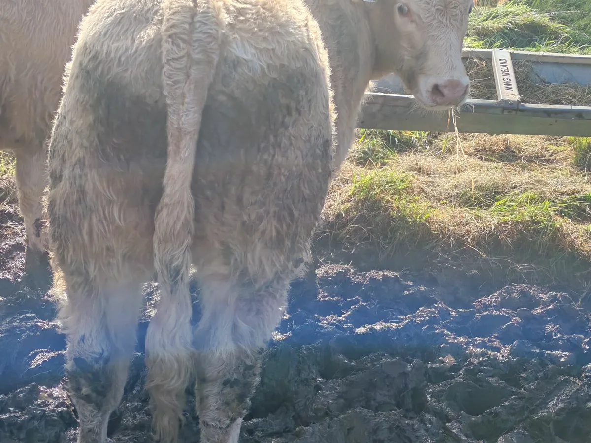 Bull weanlings for Ballina Mart - Image 3