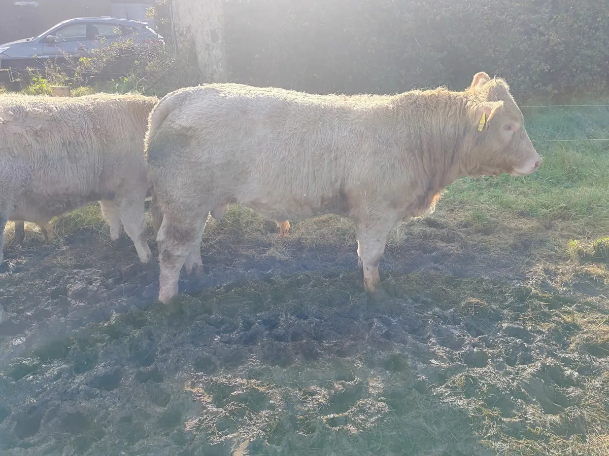 Bull weanlings for Ballina Mart - Image 4