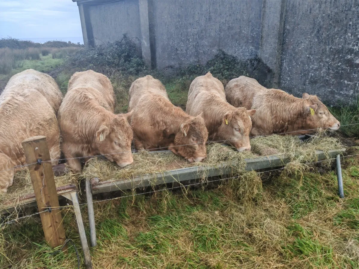 Bull weanlings for Ballina Mart - Image 1