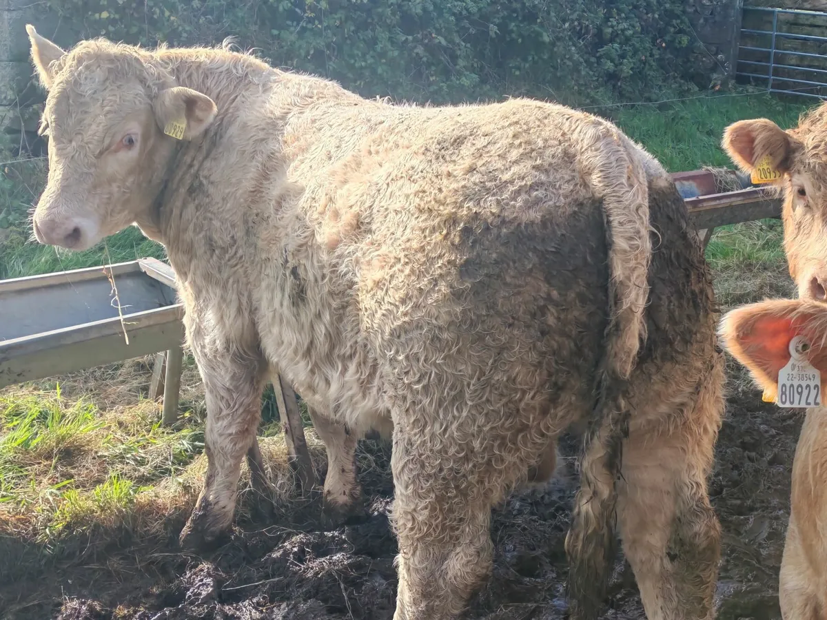 Bull weanlings for Ballina Mart - Image 2