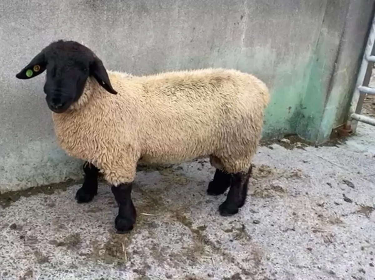 Pedigree Suffolk ram lamb for sale - Image 2