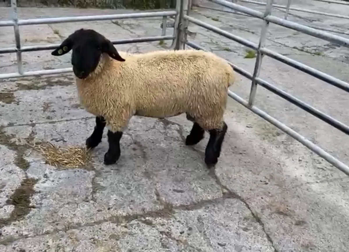 Pedigree Suffolk ram lamb for sale - Image 1