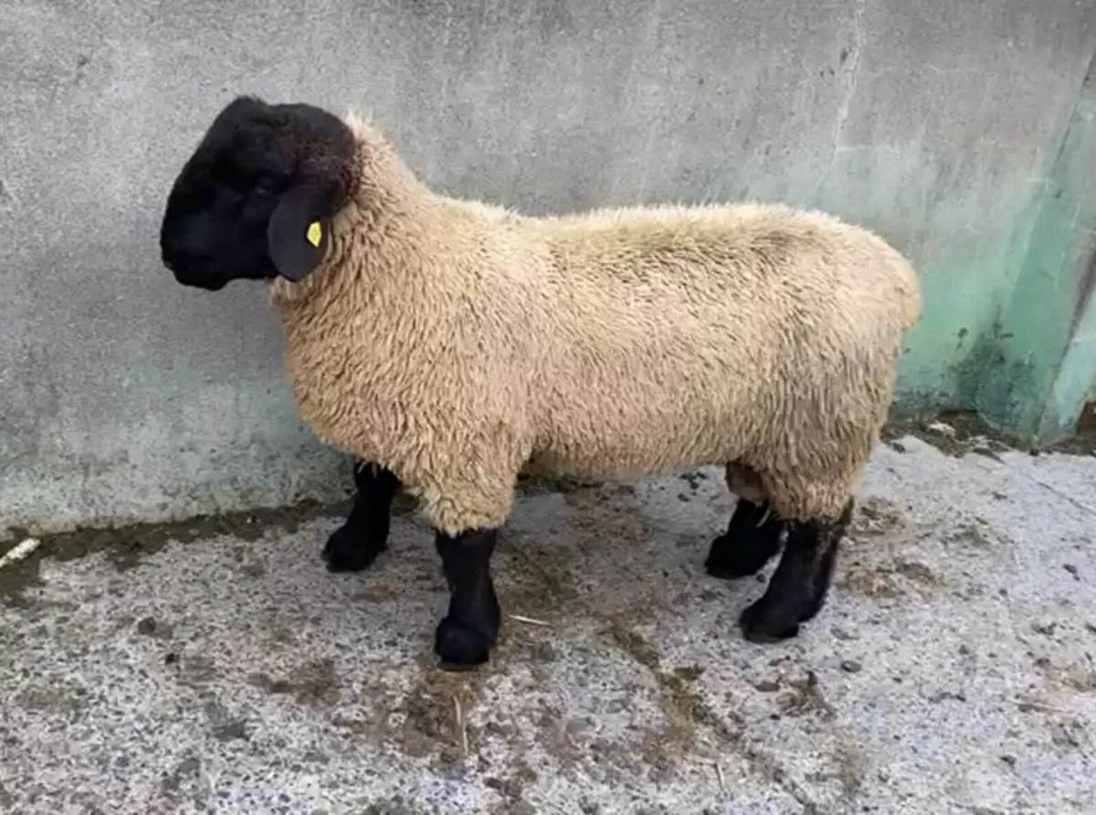 Pedigree Suffolk ram lamb for sale - Image 3