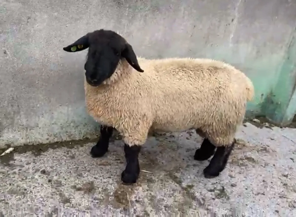 Pedigree Suffolk ram lamb for sale - Image 4