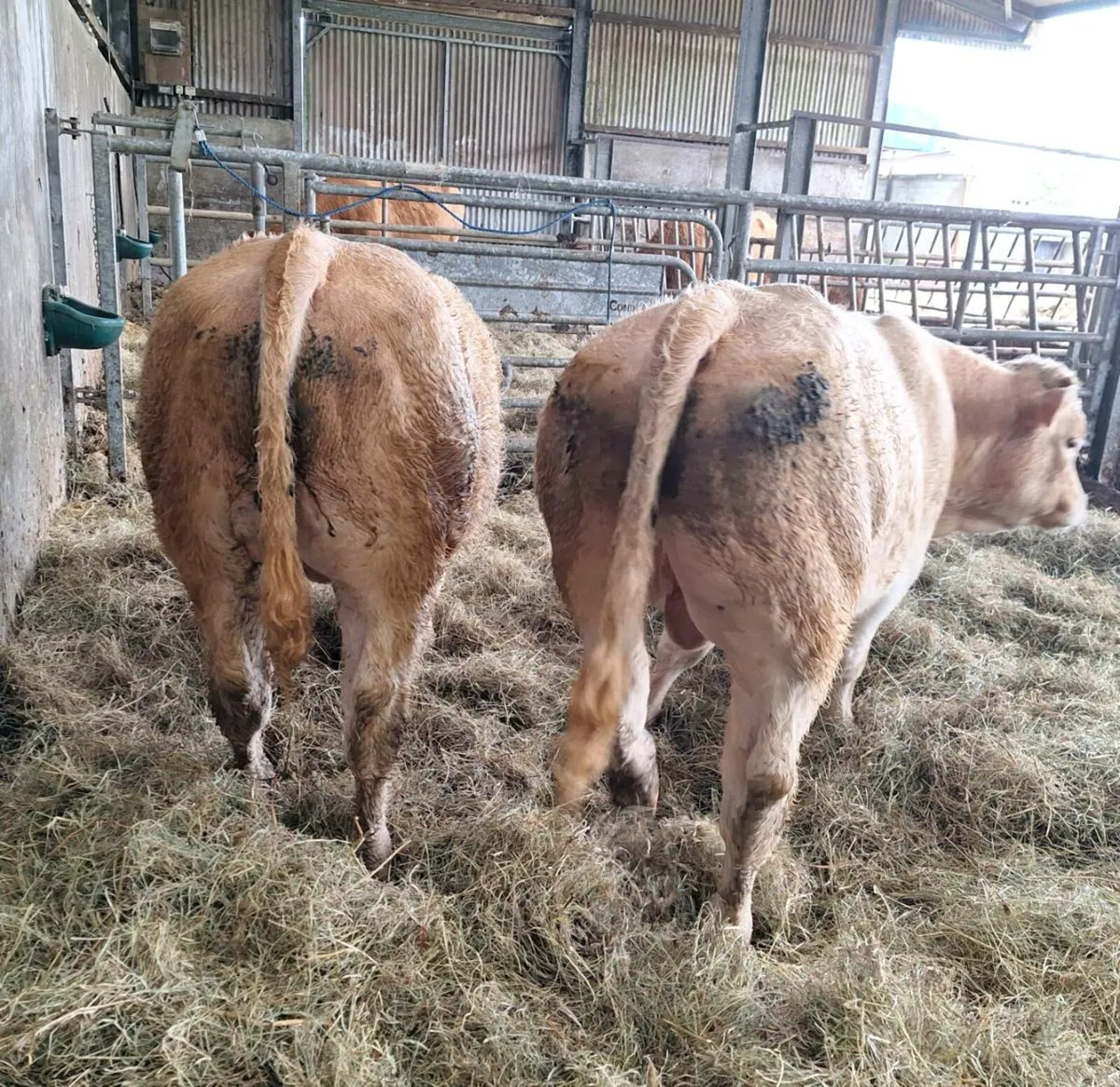Organic Bull Calves - Image 1