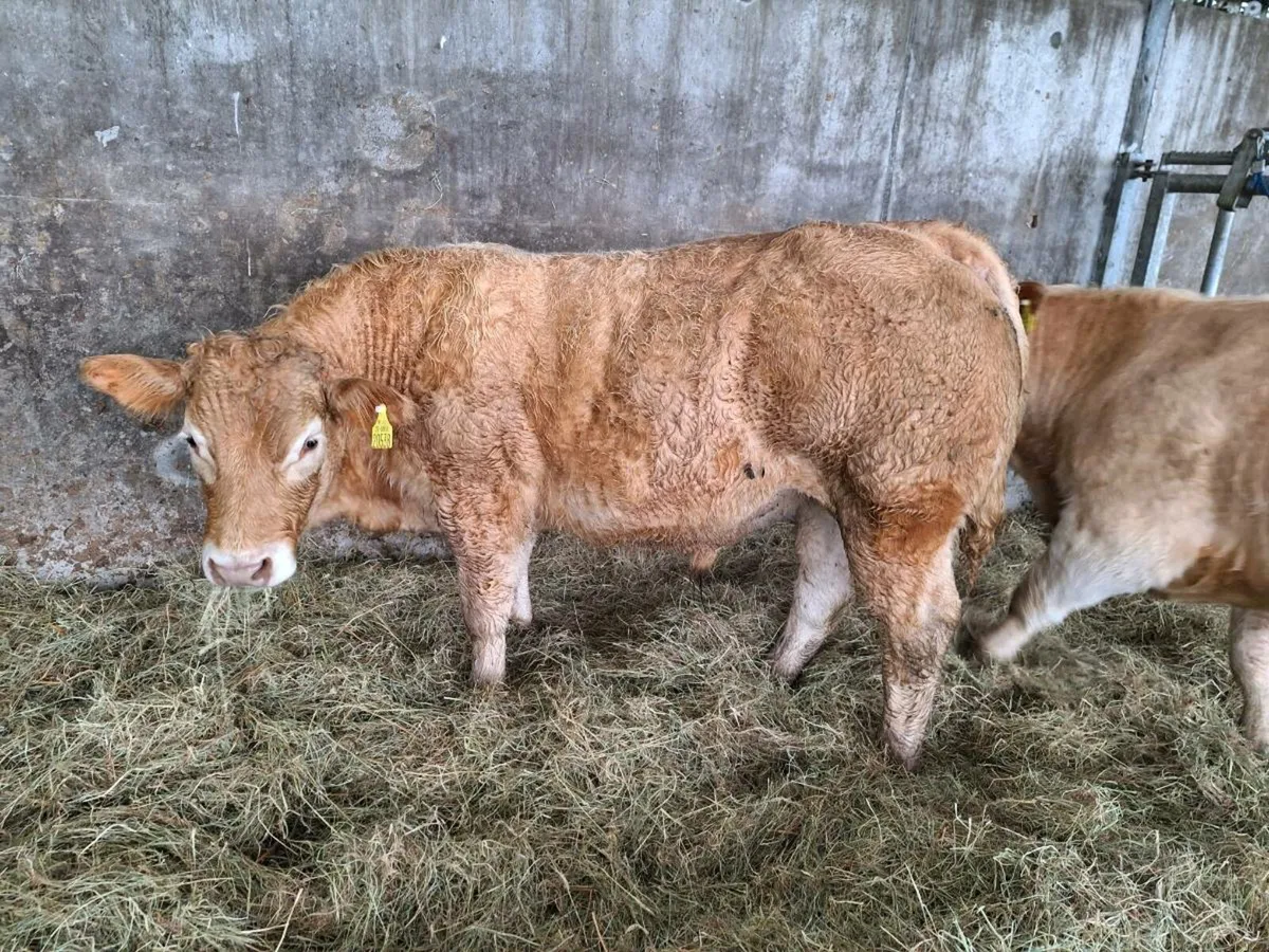 Organic Bull Calves - Image 2