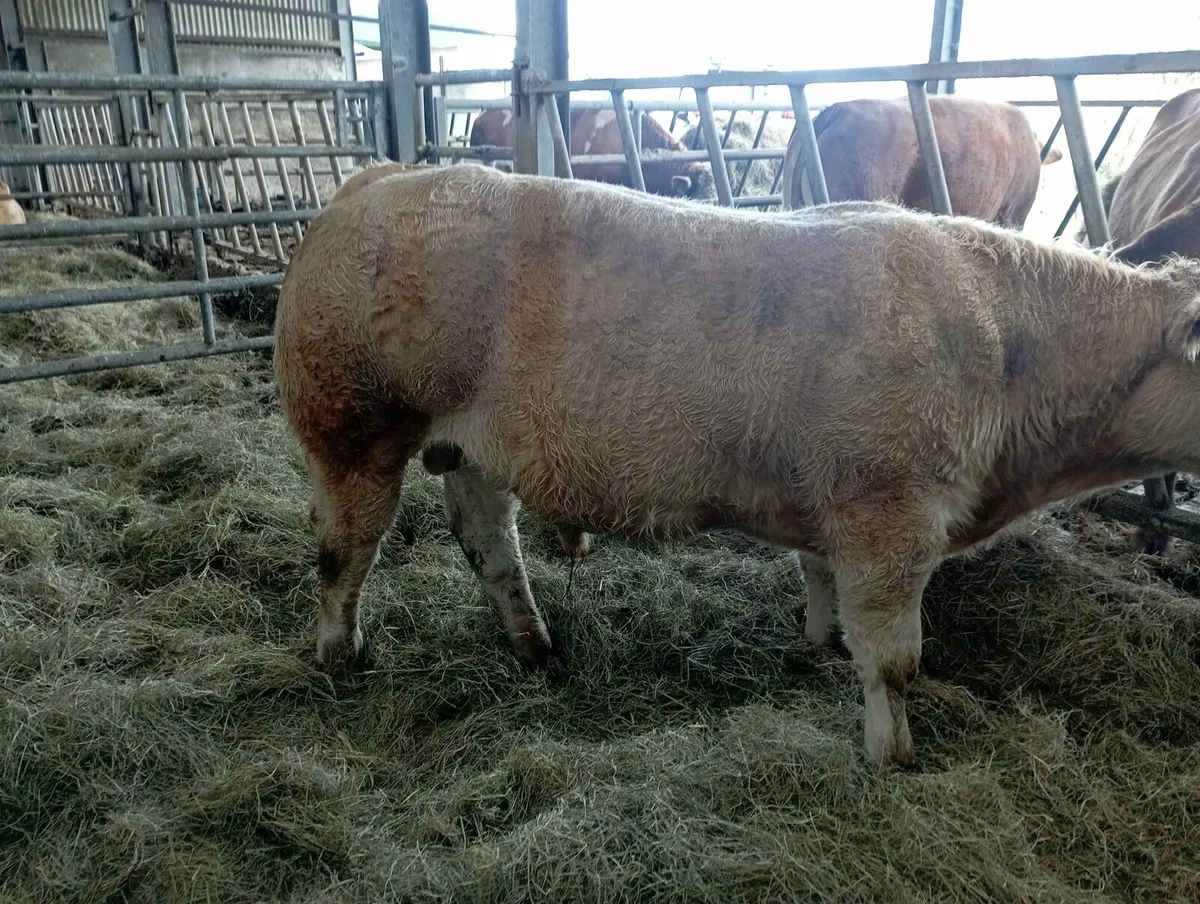 Organic Bull Calves - Image 3