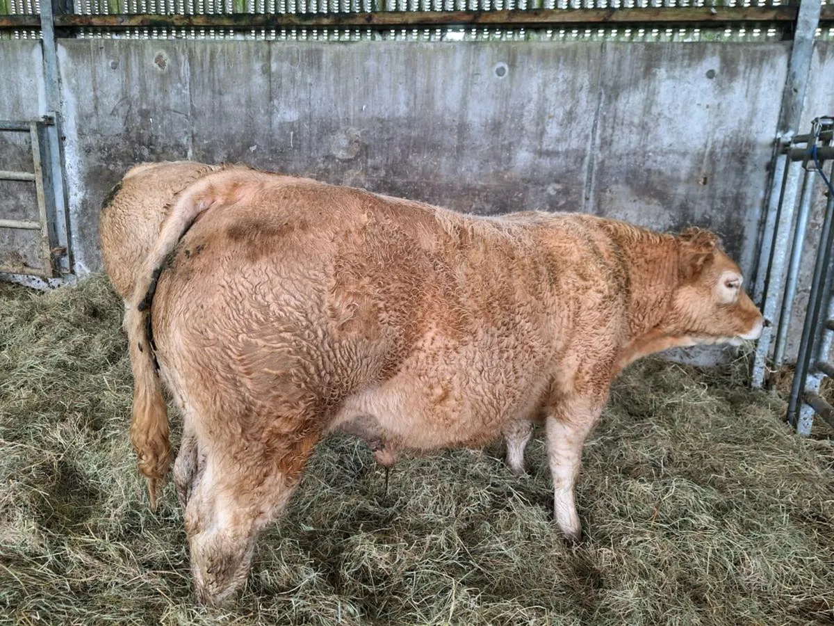 Organic Bull Calves - Image 4