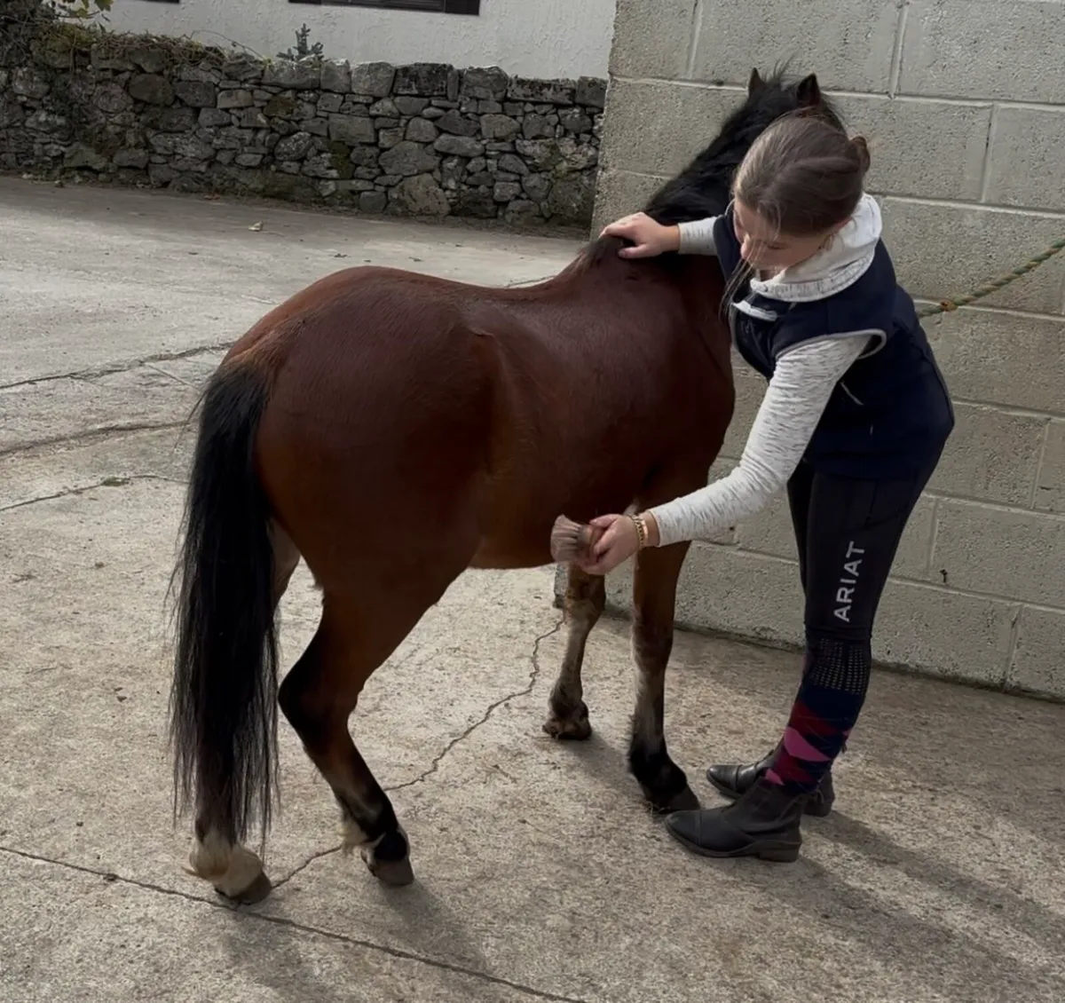 HANDSOME WELSH -X GELDING 🤩 - Image 1