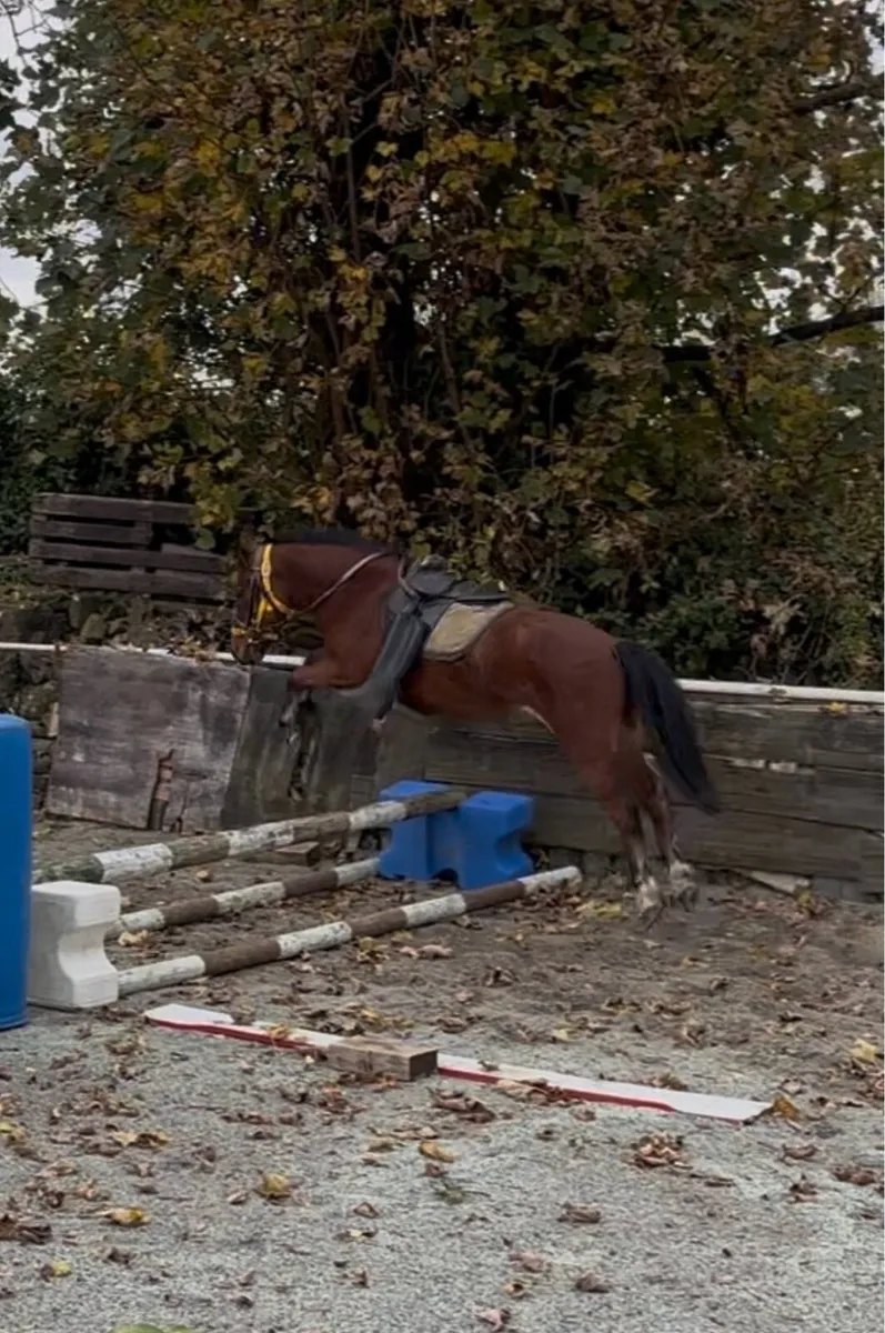 HANDSOME WELSH -X GELDING 🤩 - Image 2