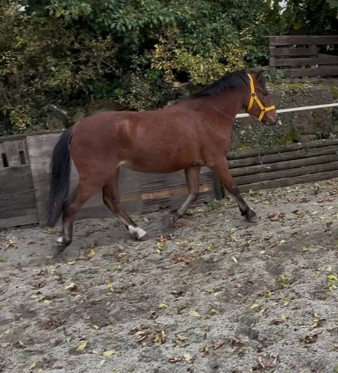HANDSOME WELSH -X GELDING 🤩 - Image 3