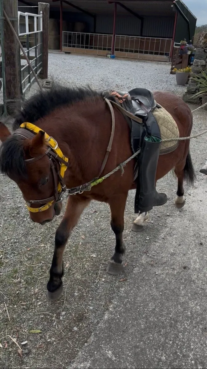 HANDSOME WELSH -X GELDING 🤩 - Image 4