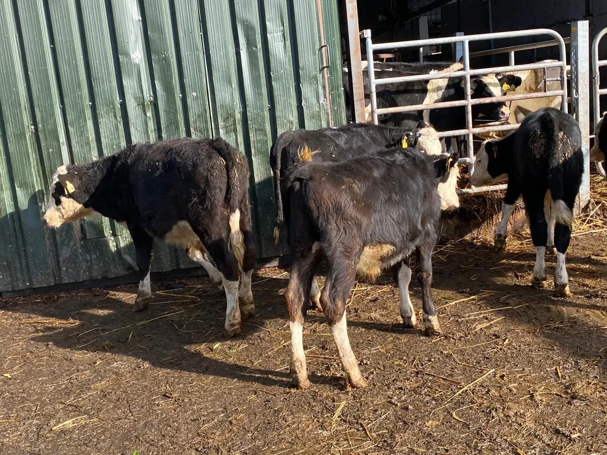 5 super  Hereford bull weanlings - Image 1