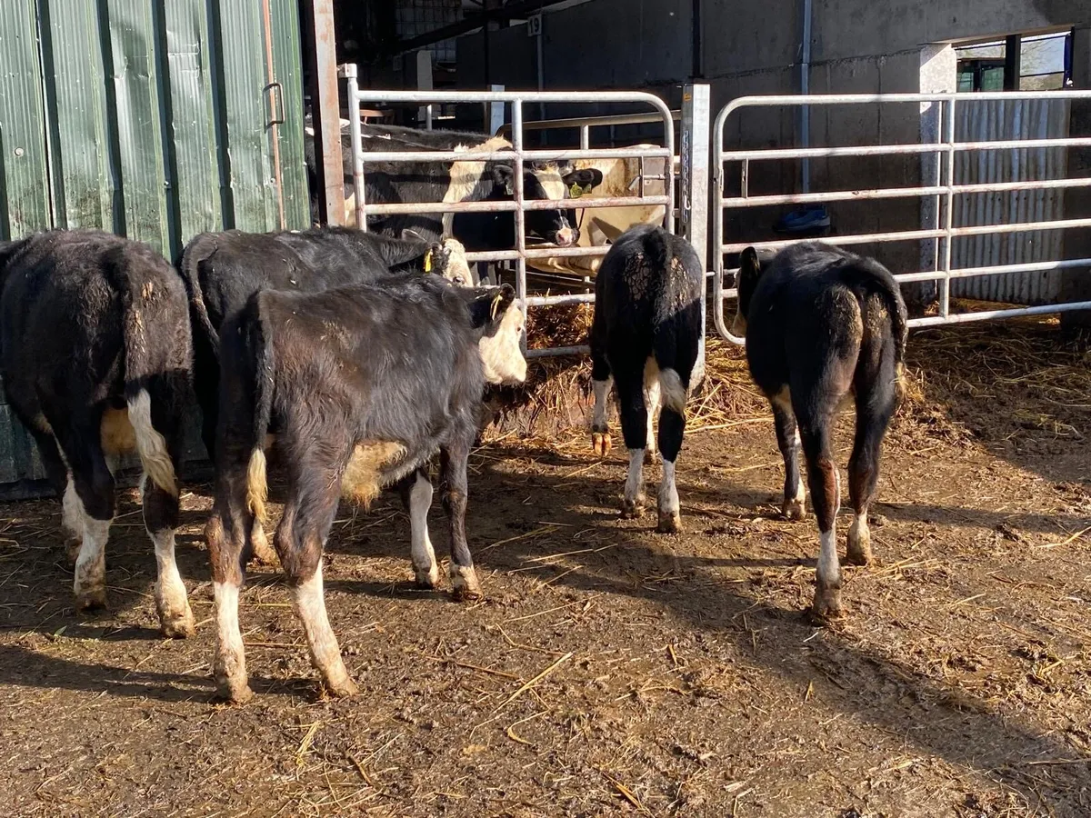 5 super  Hereford bull weanlings - Image 2
