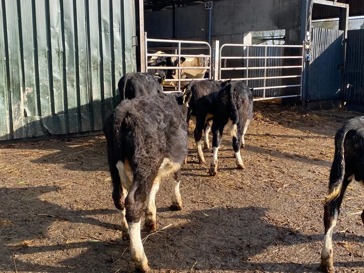 5 super  Hereford bull weanlings - Image 3