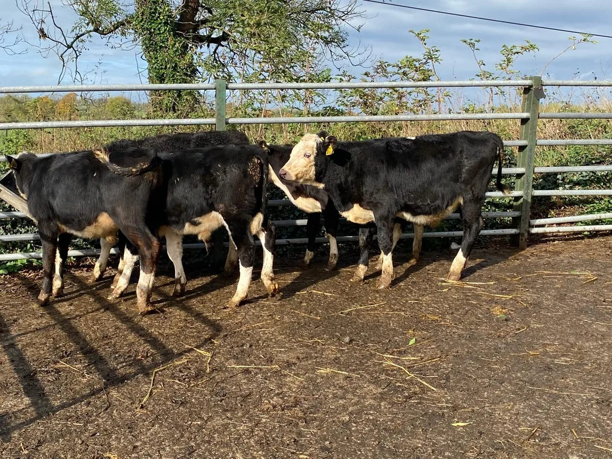 5 super  Hereford bull weanlings - Image 4