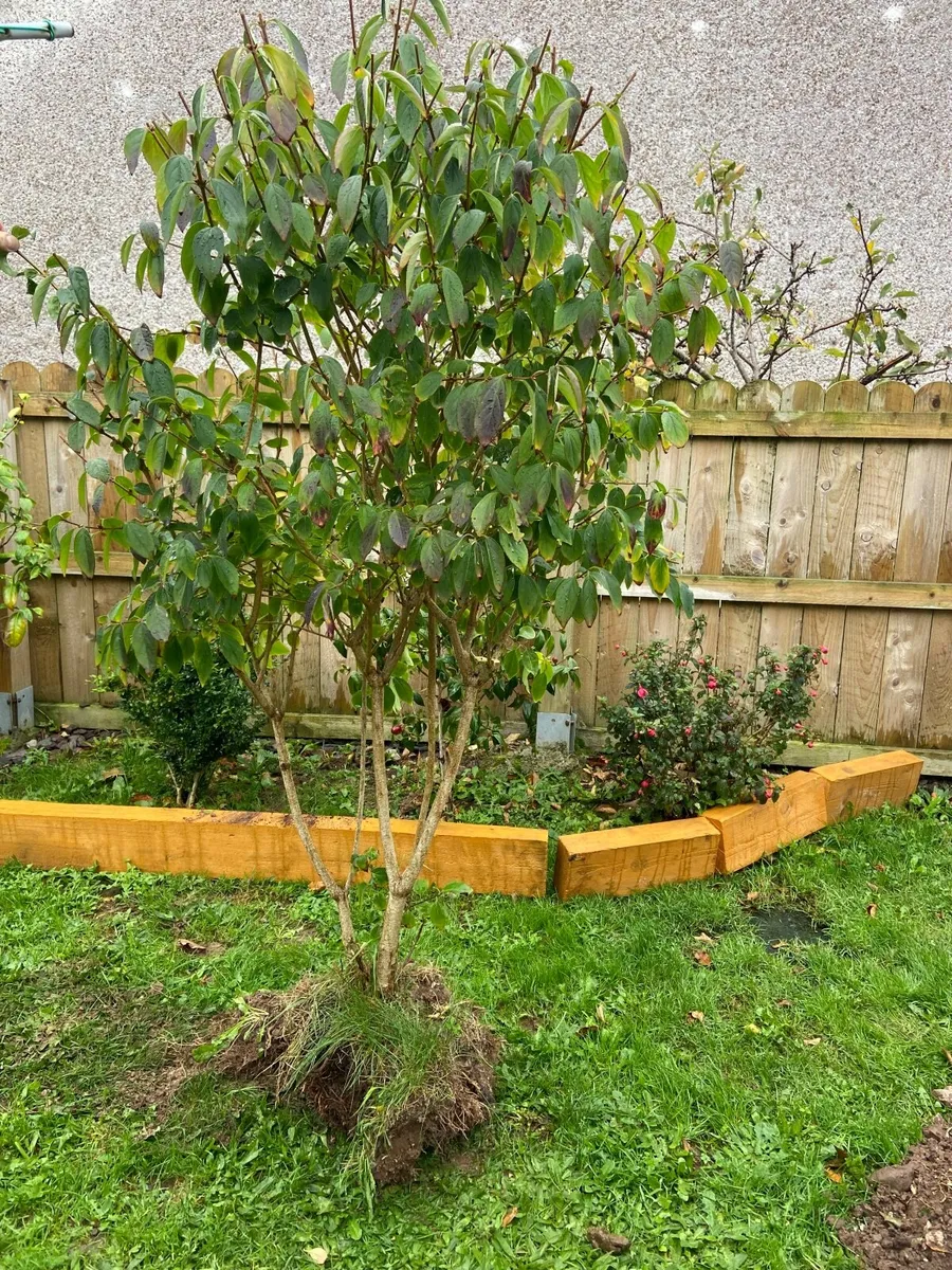 Garden plants