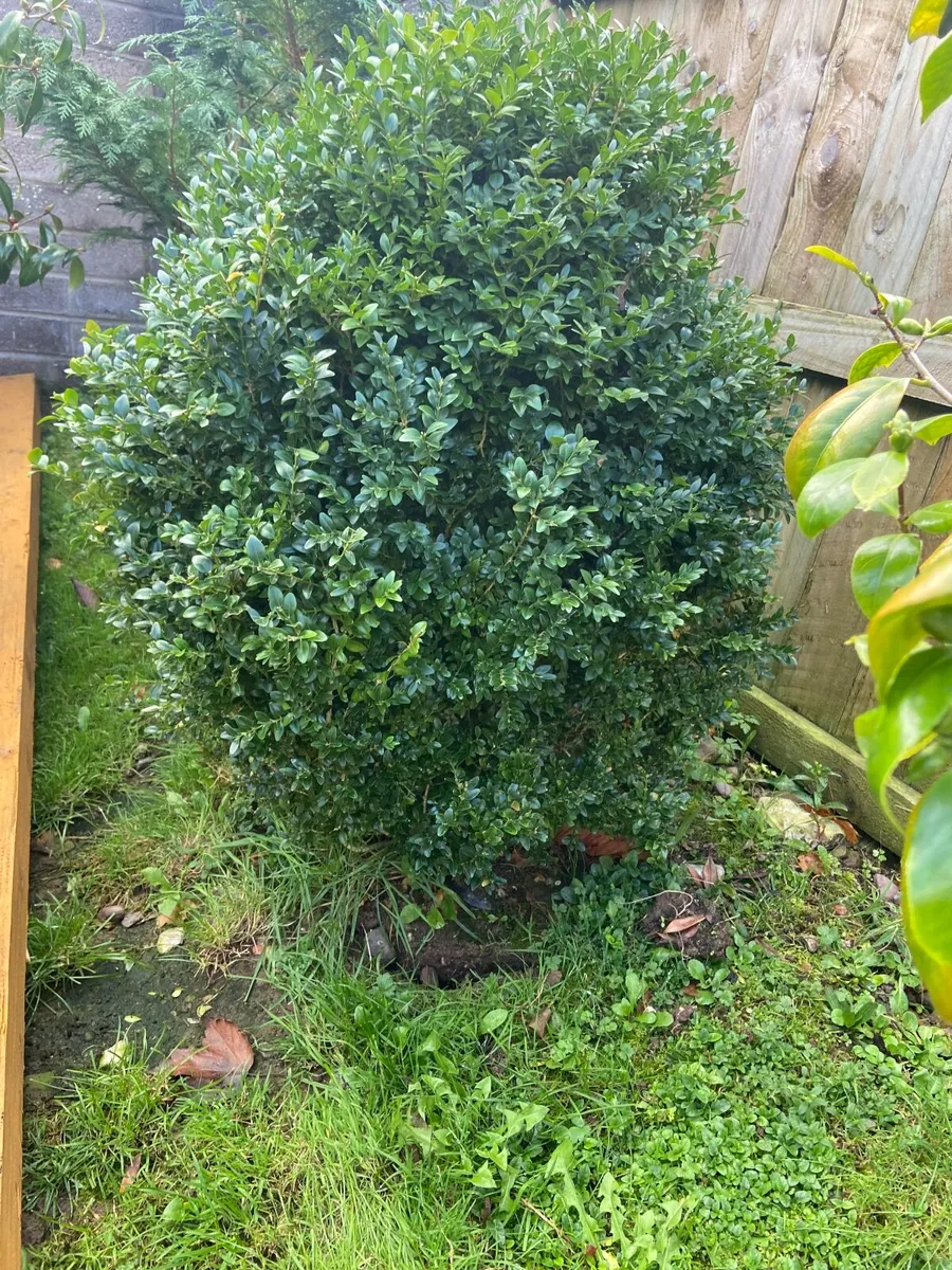 Garden plants