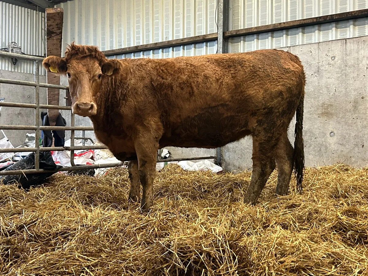 2 red limousine incalf heifers - Image 2