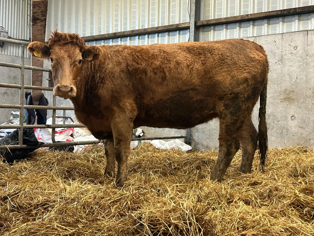 2 red limousine incalf heifers - Image 3