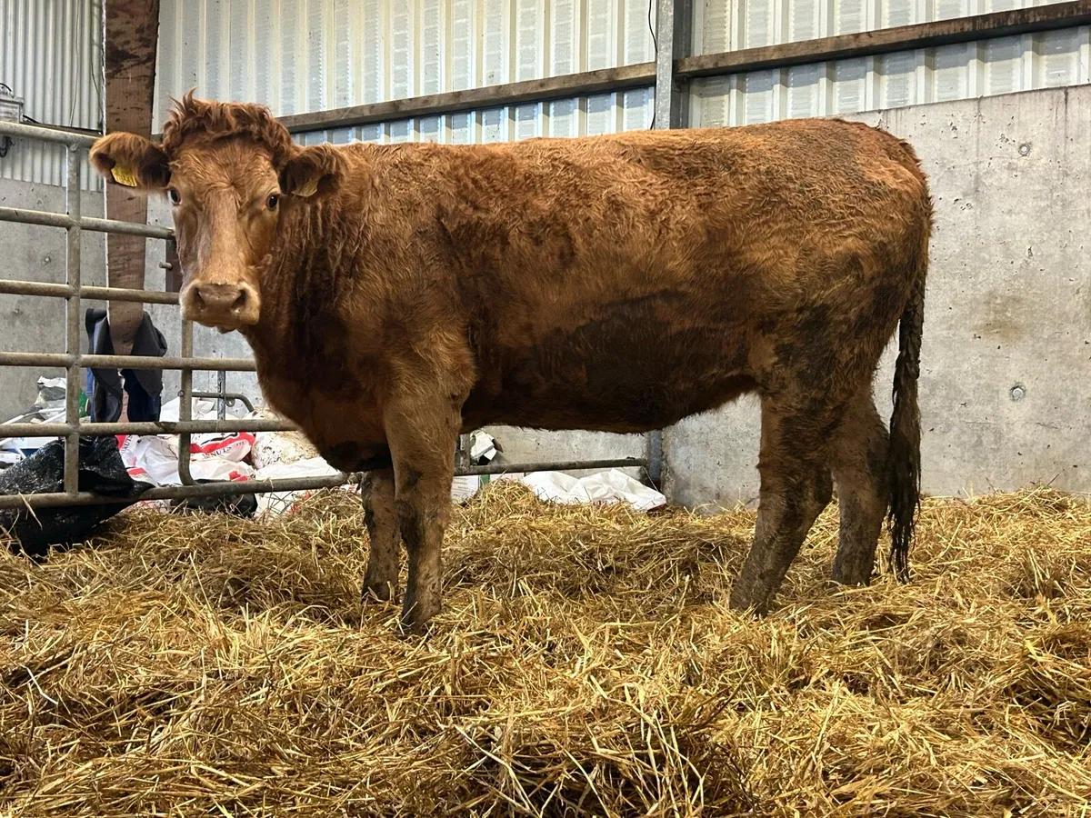 2 red limousine incalf heifers - Image 4