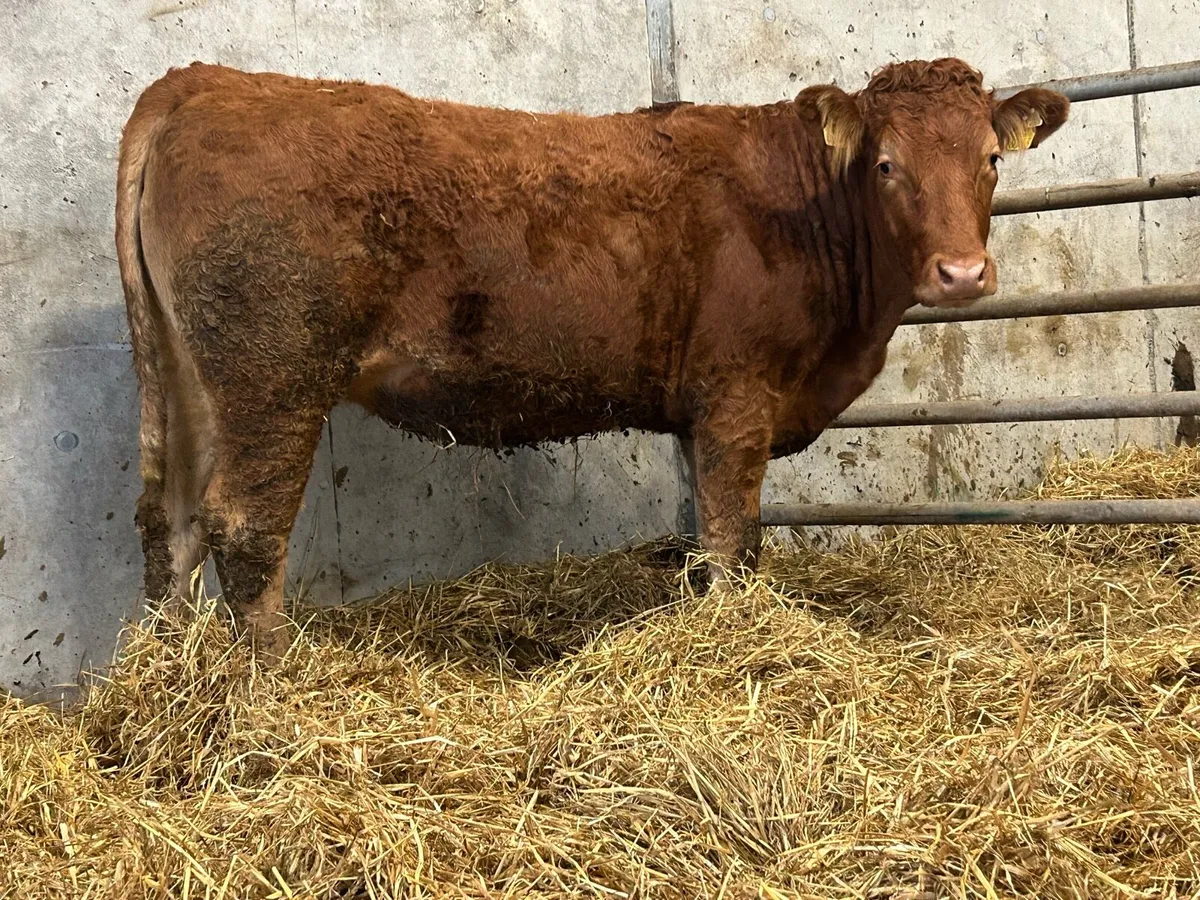 2 red limousine incalf heifers - Image 1