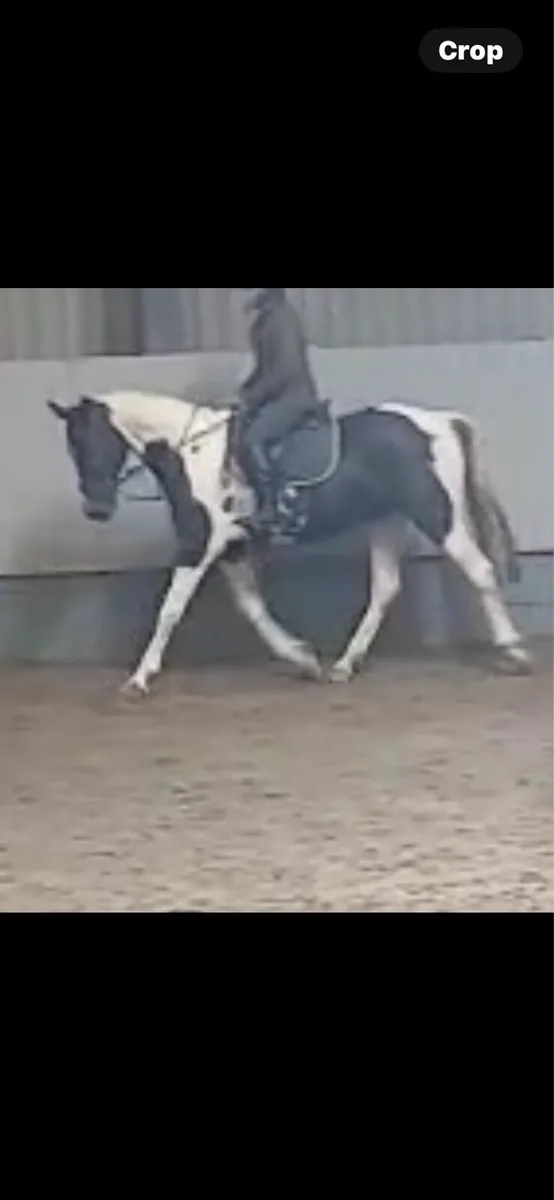 All rounder - Image 3