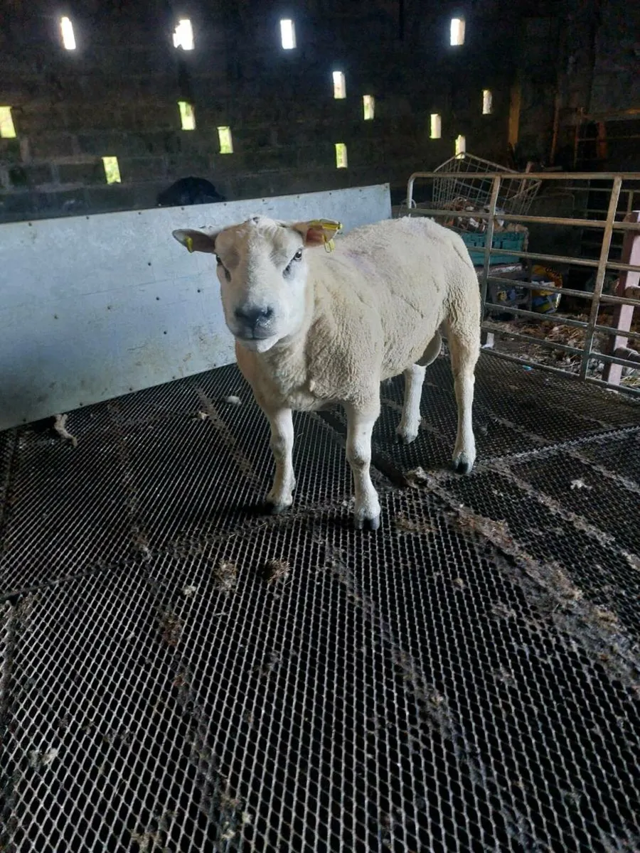 2 texel rams - Image 1