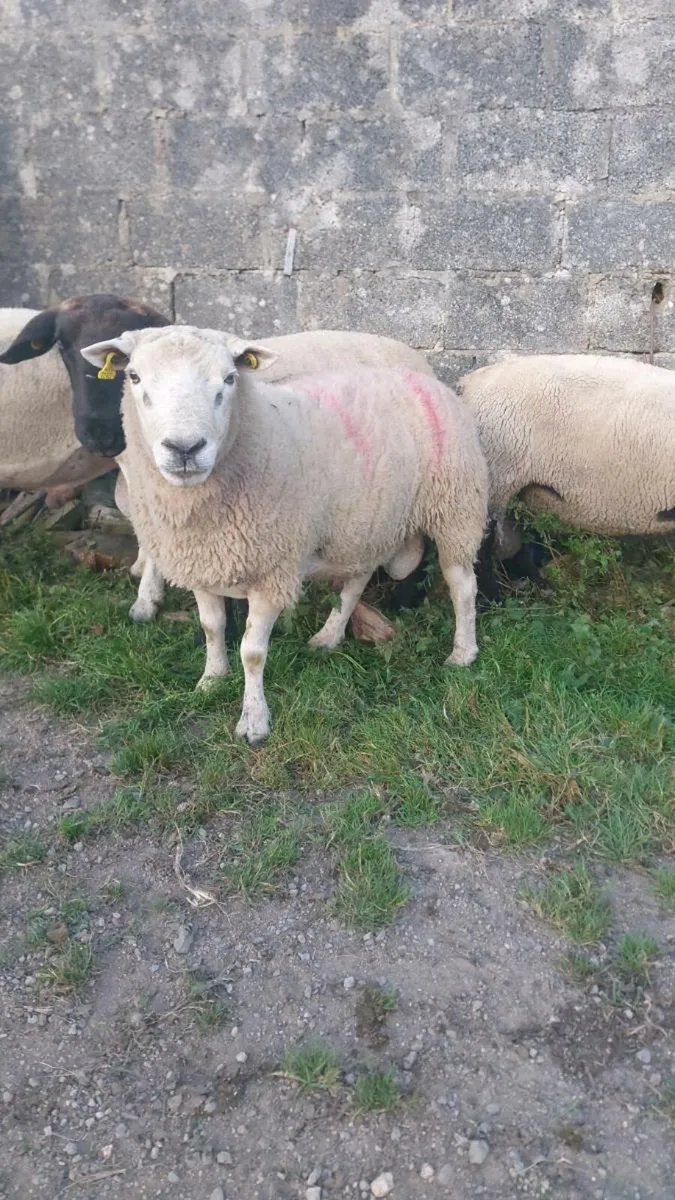 2 texel rams - Image 2
