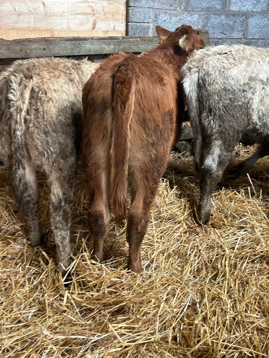4 heiferWeanlings - Image 1