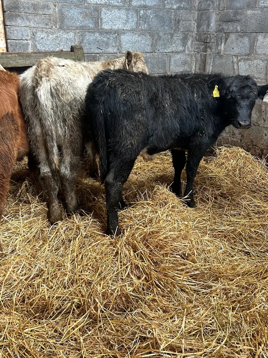4 heiferWeanlings - Image 2