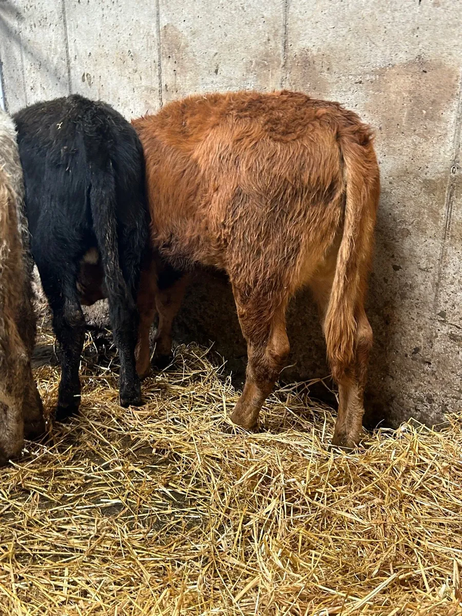 4 heiferWeanlings - Image 3