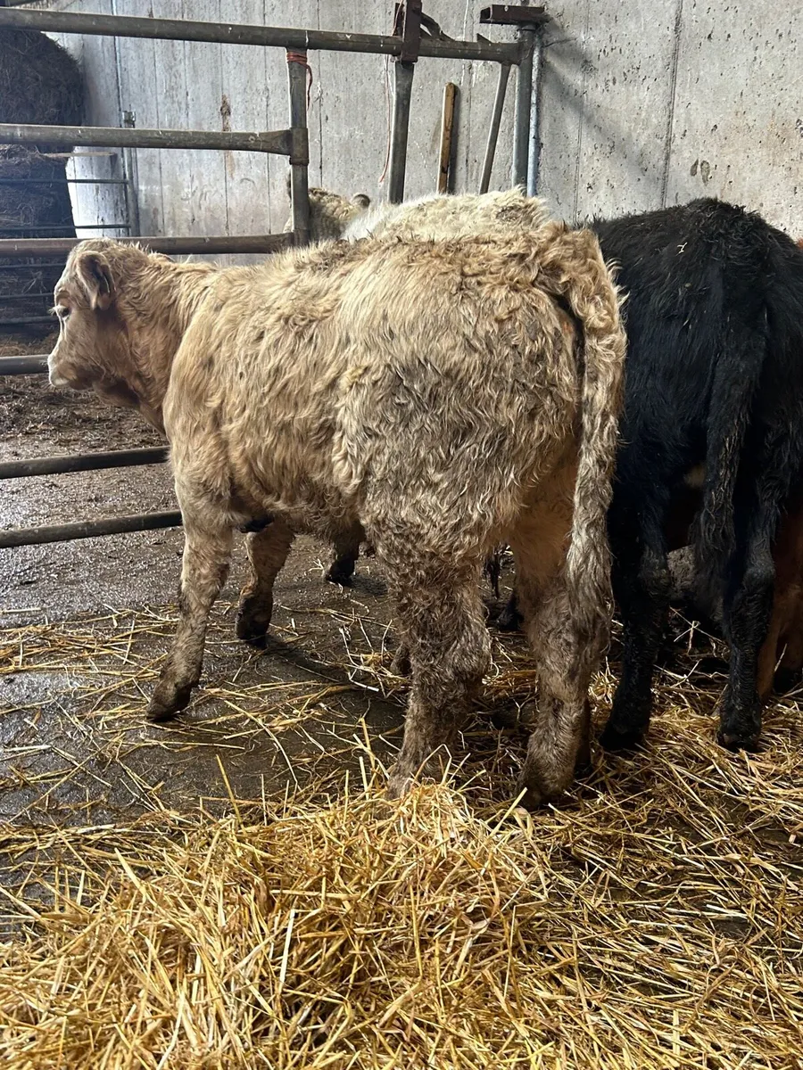 4 heiferWeanlings - Image 4