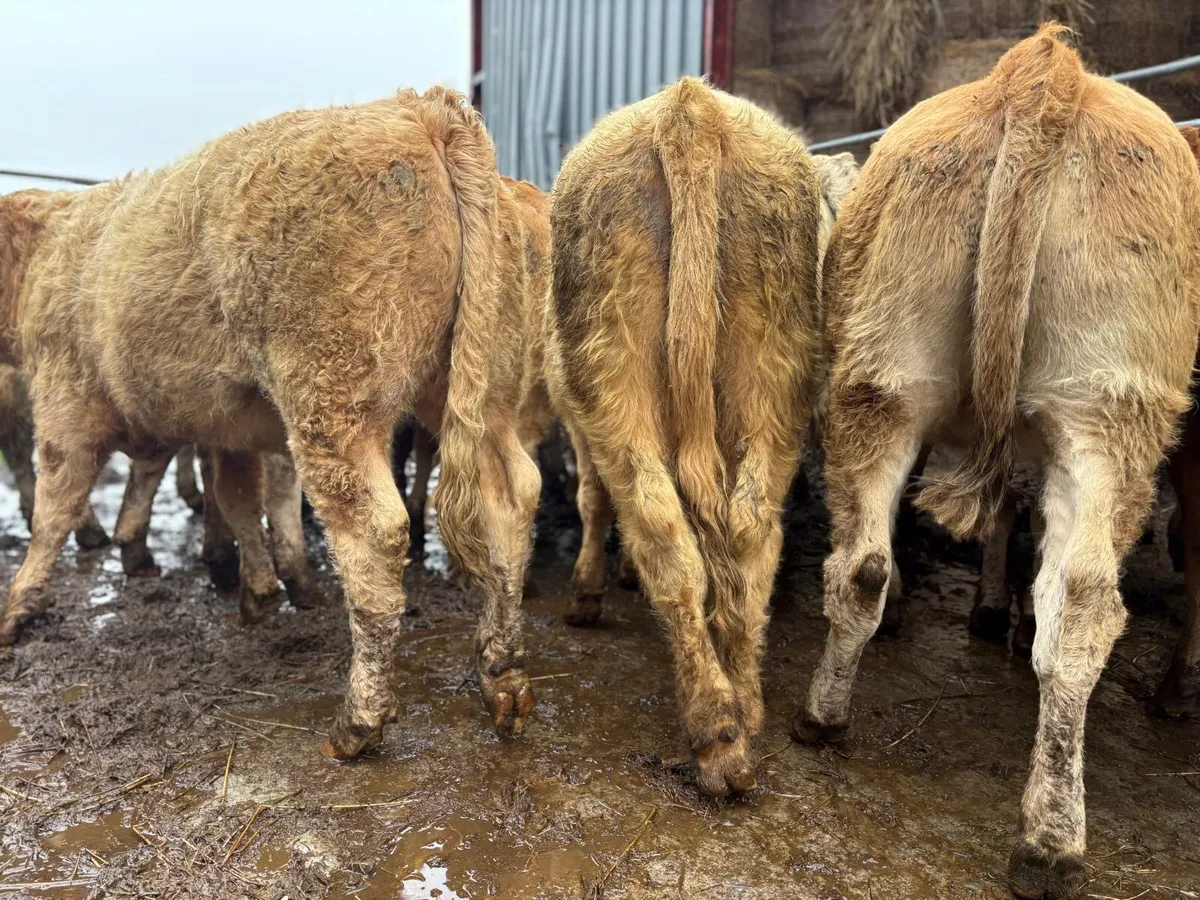 Charolais Weanlings - Image 2