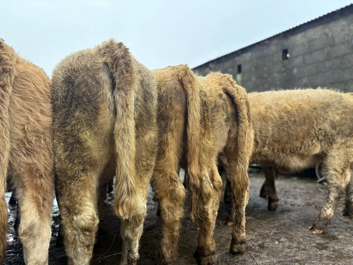 Charolais Weanlings - Image 1