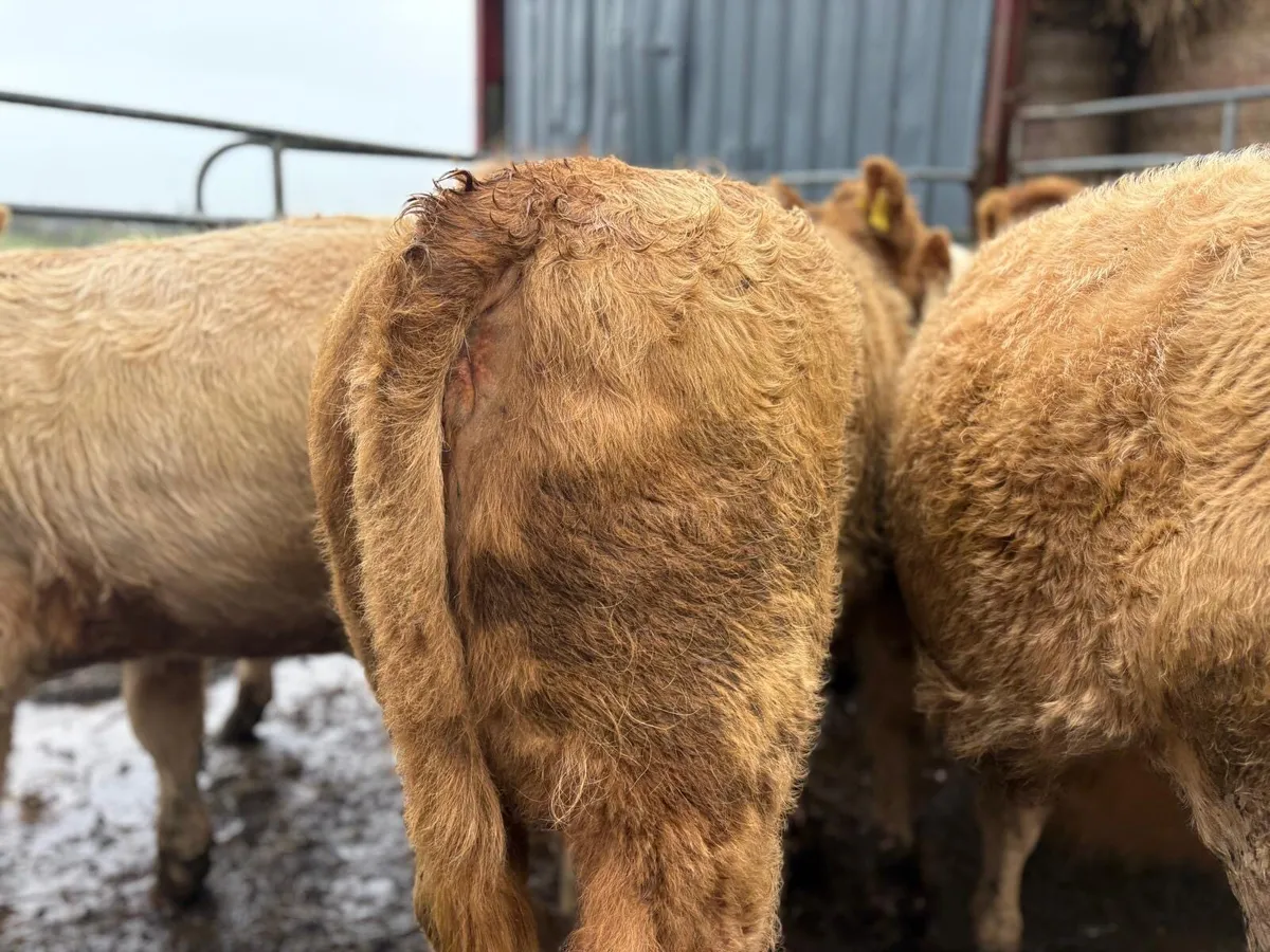 Charolais Weanlings - Image 3